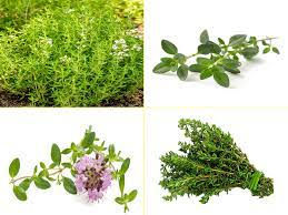 خرید و فروش آویشن کوهی با شرایط فوق العاده